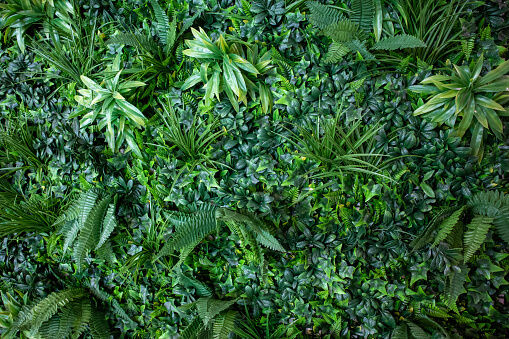 تزیین دیوار سبز مصنوعی با برگ‌های استوایی