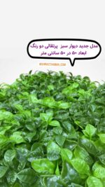 گرینوال برگی دورنگ